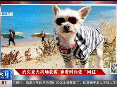 [视频]约克夏犬狗场获救 穿着时尚变“网红”
