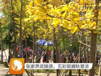 张家界武陵源：五彩斑斓秋意浓