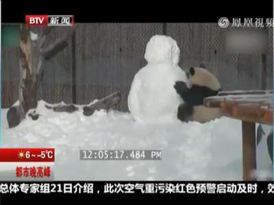 [视频]萌蠢大熊猫兴奋打雪人 结果反被砸头