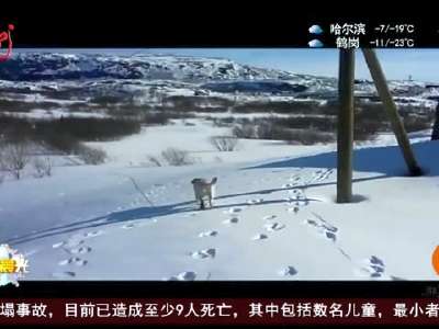 [视频]宠物也爱下雪天