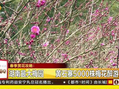 春季赏花攻略：溆浦油菜花纵情绽放 长沙自驾游高速直达