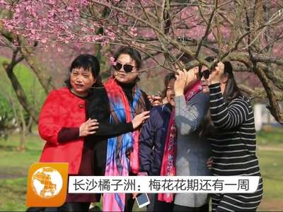 湖南春日赏花攻略：植物园赏早樱 橘子洲看梅花