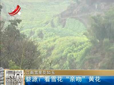 [视频]江南雪里花如玉 婺源：看雪花“亲吻”黄花