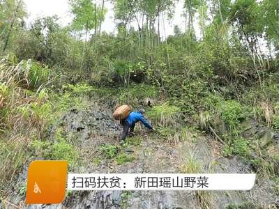 扫码扶贫：新田瑶山野菜