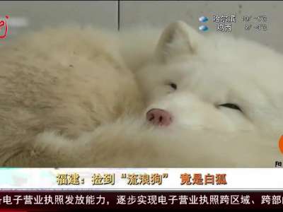 [视频]福建：捡到“流浪狗” 竟是白狐