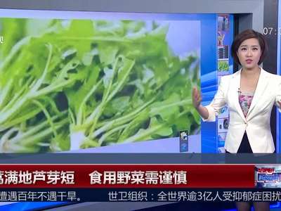 [视频]蒌蒿满地芦芽短 食用野菜需谨慎