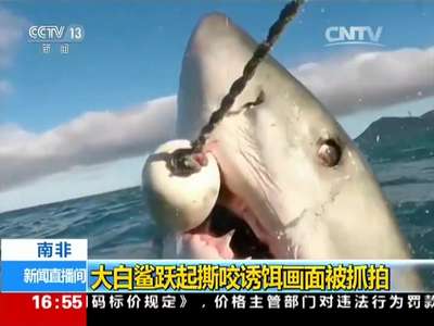 [视频]南非：大白鲨跃起撕咬诱饵画面被抓拍