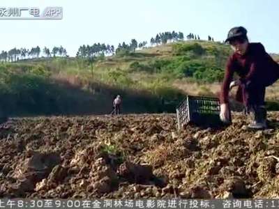 新田：提纯复壮陶岭三味辣椒 让国家地理标志产品焕发生机