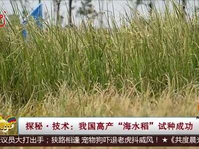 [视频]探秘·技术：我国高产“海水稻”试种成功
