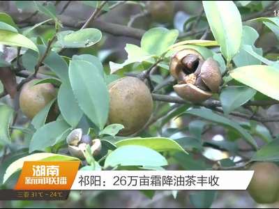 祁阳：26万亩霜降油茶丰收