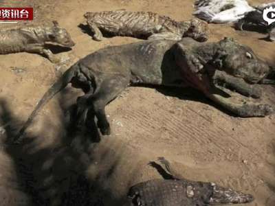 [视频]现场：加沙最悲惨动物园 饿死动物晾成干尸