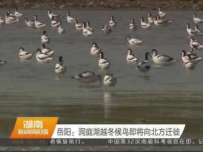 岳阳：洞庭湖越冬候鸟即将向北方迁徙