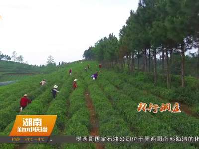 岳阳临湘：聂市古镇 茶香越千年