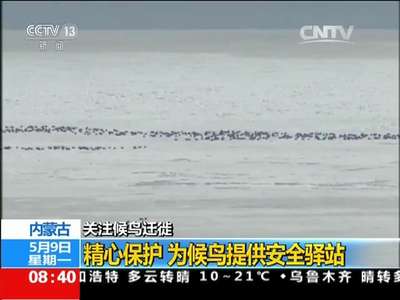 [视频]内蒙古：关注候鸟迁徙