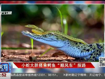 [视频]小蛇大胆搭乘鳄鱼“顺风车”探路
