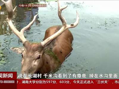 野生麋鹿被困沟渠 警民联手救助脱困