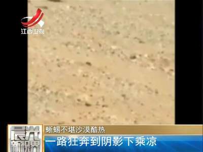 [视频]蜥蜴不堪沙漠酷热 一路狂奔到阴影下乘凉