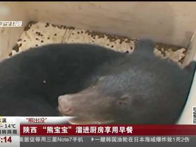 [视频]真实版熊出没！“熊宝宝”溜进厨房享用早餐