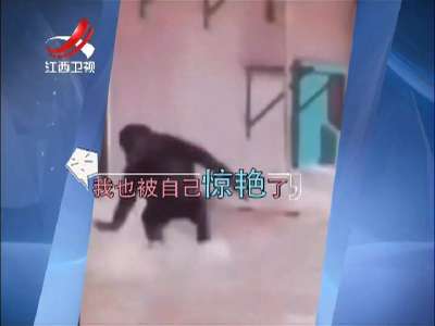 [视频]动物园舞林大会冠军：猩猩爱跳舞 就是停不下来