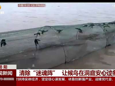 清除“迷魂阵” 让候鸟在洞庭安心过冬