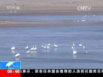 [视频]青海 大天鹅已陆续抵达青海湖