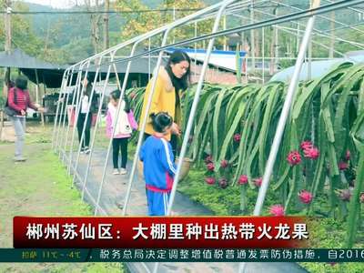 郴州苏仙区：大棚里种出热带火龙果