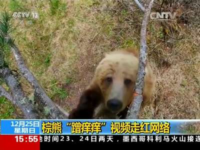 [视频]棕熊“蹭痒痒”视频走红网络