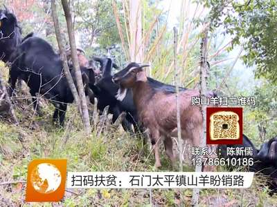 扫码扶贫：石门太平镇山羊盼销路