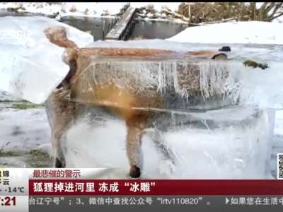 [视频]悲剧！狐狸掉河冻成冰雕 猎人警示路人注意危险