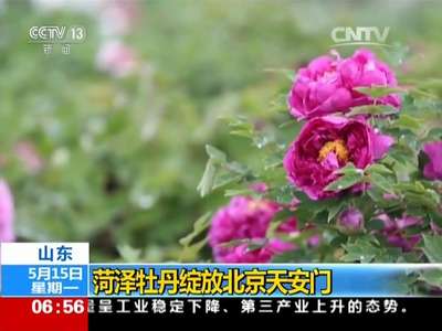 [视频]山东：菏泽牡丹绽放北京天安门