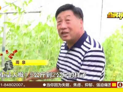 [公民的榜样]超级科学家·“西瓜之父”周泉