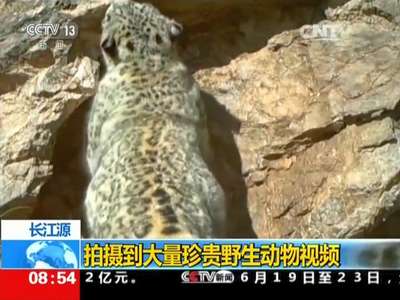 [视频]长江源：拍摄到大量珍贵野生动物视频