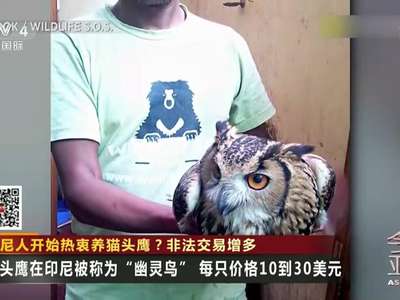 [视频]印尼人开始热衷养猫头鹰？非法交易增多