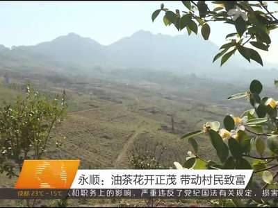 永顺：油茶花开正茂 带动村民致富