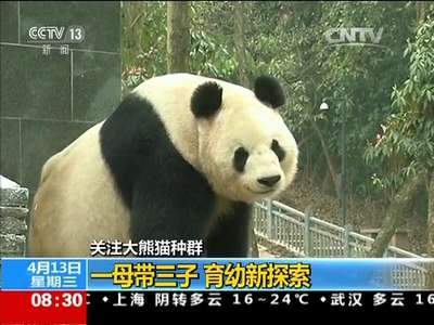 [视频]关注大熊猫种群 一母带三子 育幼新探索