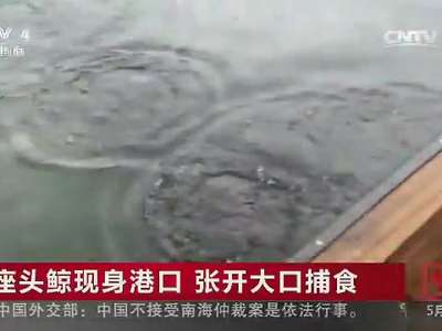 [视频]座头鲸现身港口 张开大口捕食
