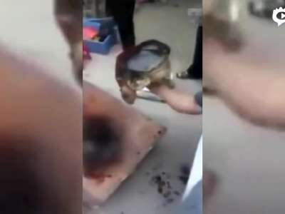 [视频]男子残忍将乌龟锯成两半 遭乌龟临死前报复