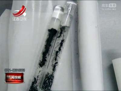[视频]成都海关查获百余只“偷渡”活体蚂蚁