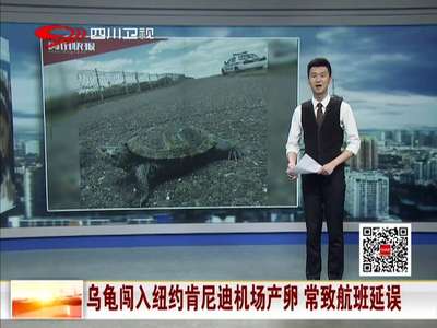 [视频]乌龟闯入纽约肯尼迪机场产卵 常致航班延误