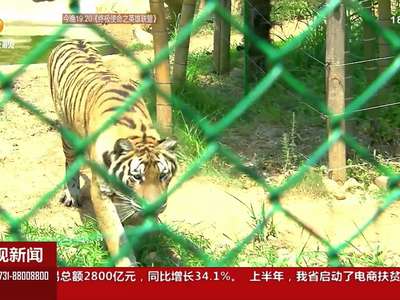 长沙：3000亩林地 将建全国最大华南虎繁育野化基地