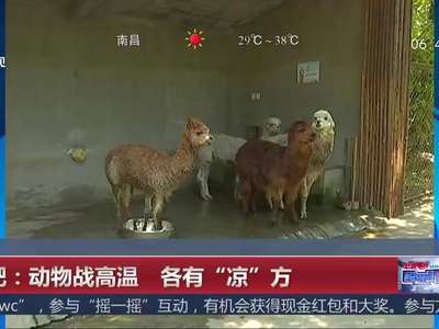 [视频]合肥：动物战高温 各有“凉”方