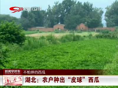 [视频]湖北：农户种出“皮球”西瓜