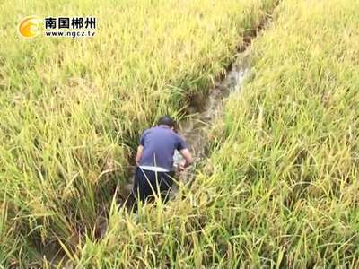 郴州：禾花鱼走俏 有望成为地理标志