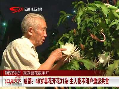 [视频]成都：48岁昙花开花31朵 主人夜不闭户邀您共赏