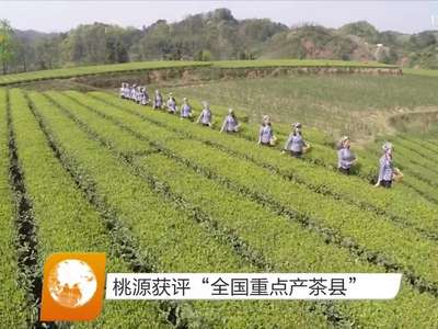 桃源获评“全国重点产茶县”