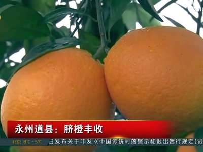 永州道县：脐橙丰收