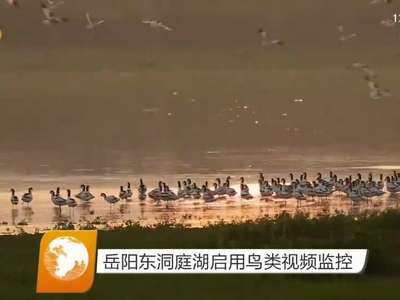 岳阳东洞庭湖启用鸟类视频监控
