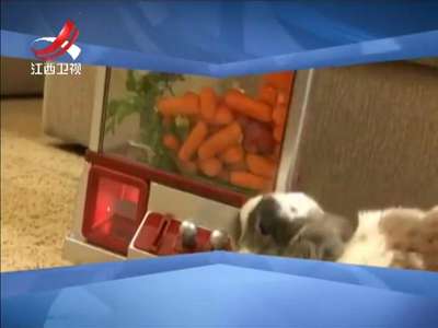 [视频]没有什么可以阻止吃货 一只爱上了抓萝卜机的小兔子