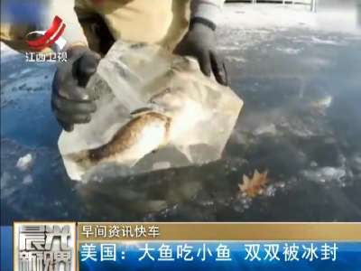 [视频]大鱼吃小鱼时遇湖面结冰 双双被冰封