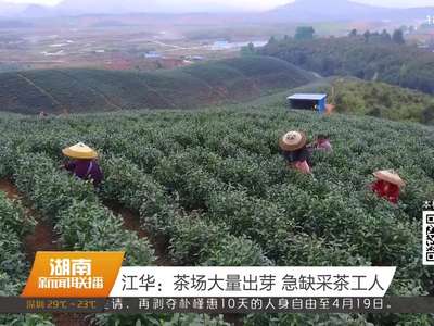 江华：茶场大量出芽 急缺采茶工人